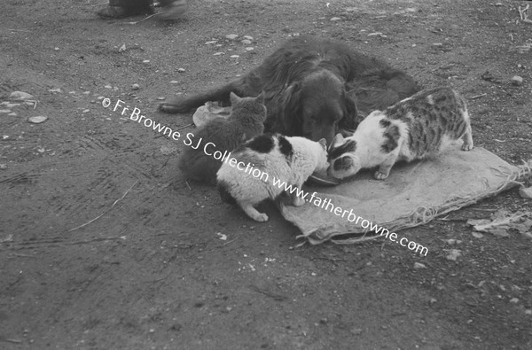 DOG AND CATS PLAYING